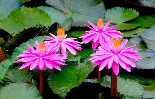 Цветы, природа, розовый, лотосы, цветение