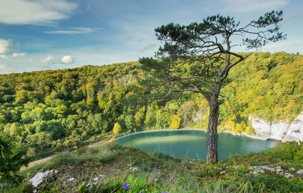 Деревья, пейзаж, природа, фото, Германия, Бавария