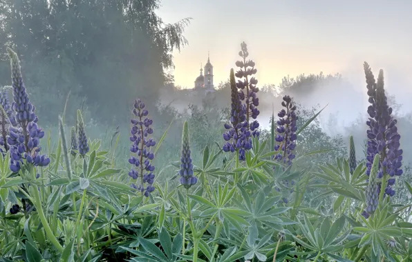 Картинка поле, цветы, церковь, люпины