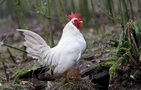 Природа, птица, rooster