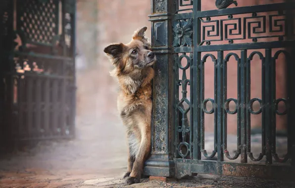 Картинка собака, ворота, пёс