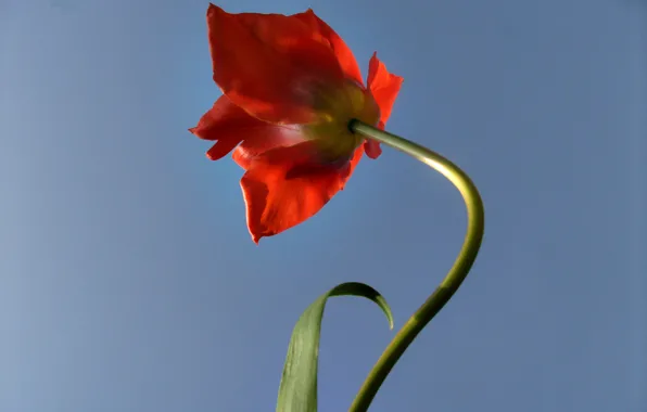 Картинка небо, красный, Тюльпан, red, sky, tulips