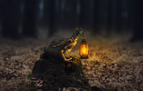 Лес, фонарь, жаба