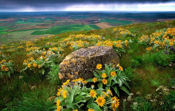 Картинка цветы, тучи, холмы, ландшафт, камень, желтые