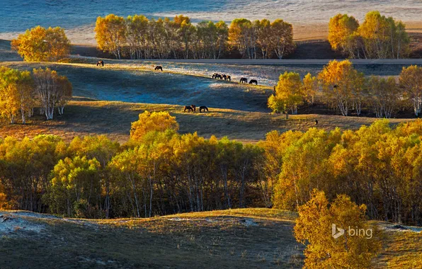 Картинка осень, деревья, природа, холмы, лошади, Китай, березы, плато Башан