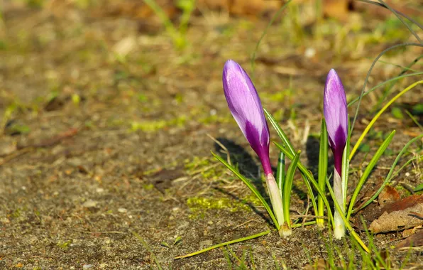 Flower, spring, crocus