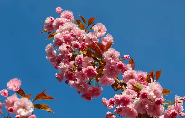 Flowers, spring, Japanese cherry