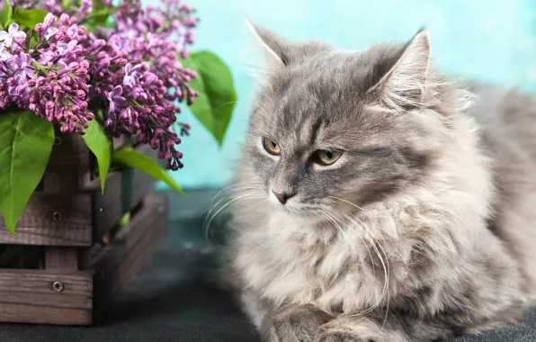 Кошка, кот, взгляд, листья, цветы, поза, серый, портрет