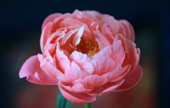 Flower, nature, peonies