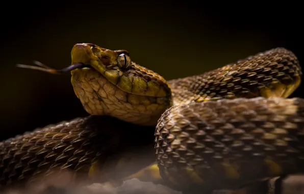 Картинка природа, фон, змея