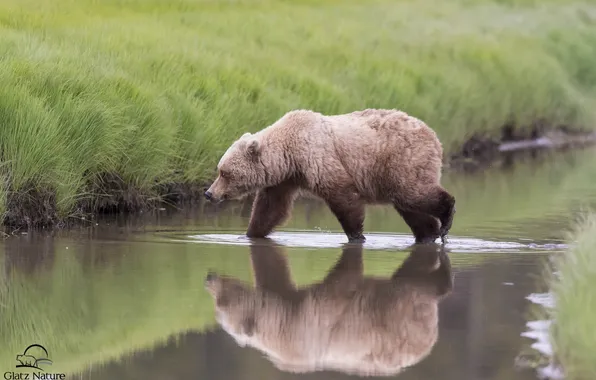 Картинка отражение, медведь, Аляска, Alaska, речка, Lake Clark National Park
