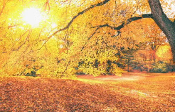 Осень, листья, солнце, деревья, парк