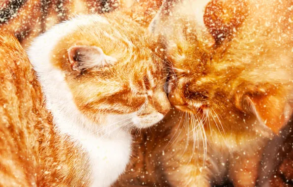 Кошка, кот, взгляд, кошки, поза, мордашка, два кота, две кошки