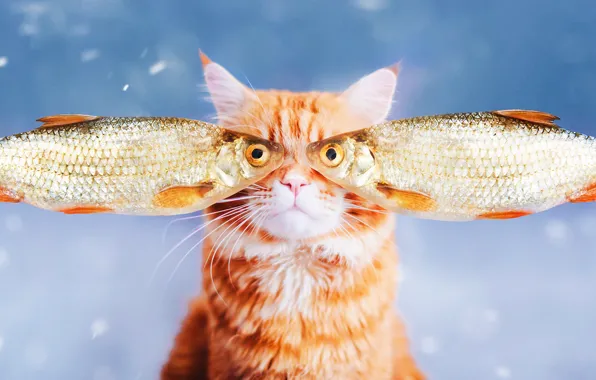 Кошка, глаза, кот, морда, рыбы, фон, портрет, рыба