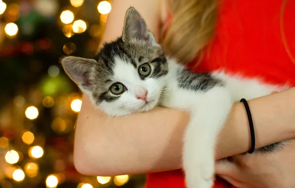 Глаза, девушка, котенок, боке, на руках