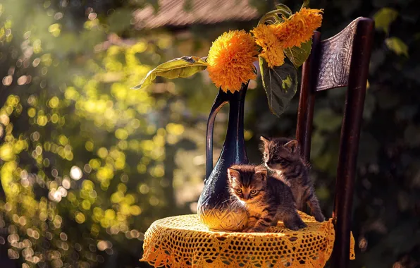 Кошка, лето, кот, котята, боке