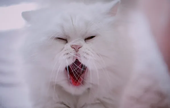 Усы, мордочка, белая, зевает, Персидская кошка