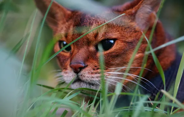 Кошка, трава, кот, взгляд, природа, поза, портрет, лежит