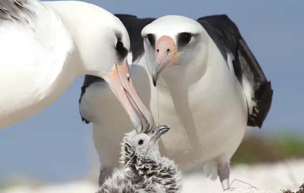 Картинка птицы, птенец, родители, альбатросы