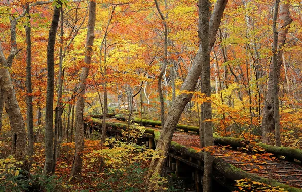 Картинка осень, природа, парк