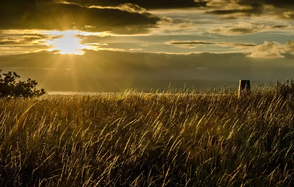 Поле, пейзаж, закат