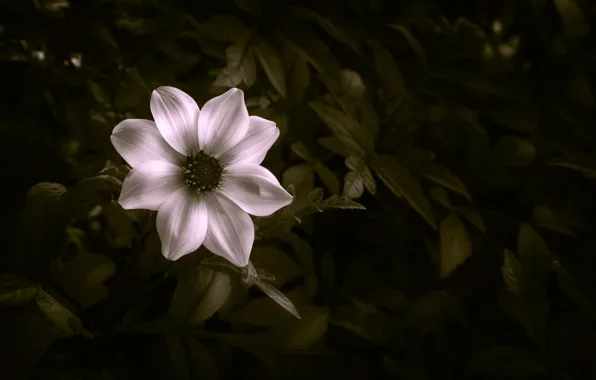 Листья, цветы, лепестки