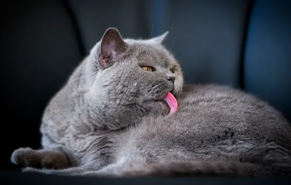 Язык, кошка, кот, поза, серый, диван, лежит, британский