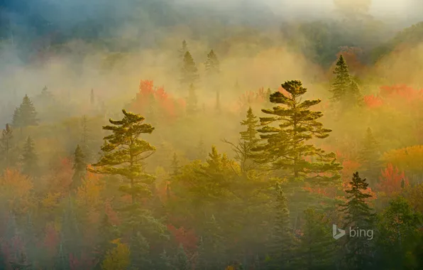 Осень, лес, туман, Канада, Онтарио, Lake Superior Provincial Park