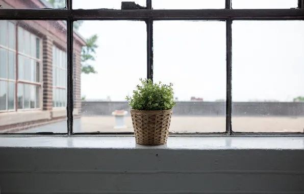 Растение, окно, горшок