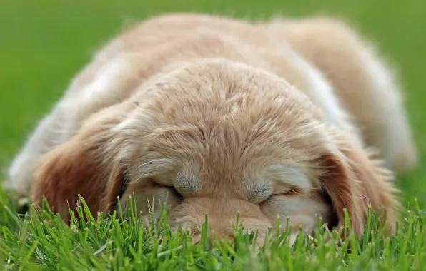 Картинка трава, собака, щенок