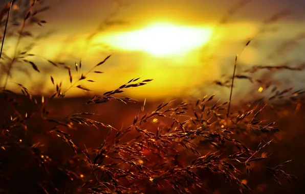 Grass, Sunset, Background, Scenic, Hi-Res