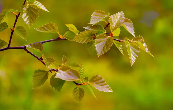Spring, leaf, twig