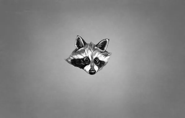 Картинка морда, животное, черно-белый, минимализм, енот, raccoon