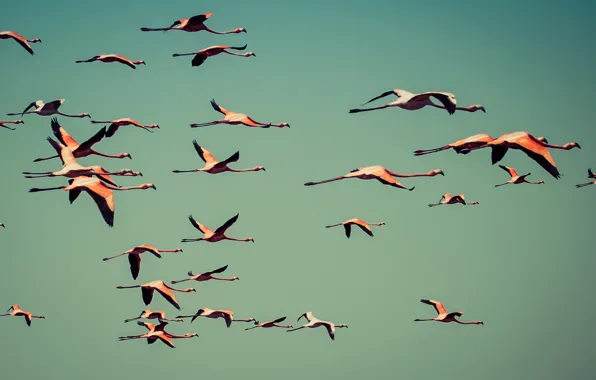Sky, flying, flamingos