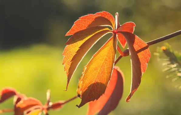 Autumn, leafs, fall