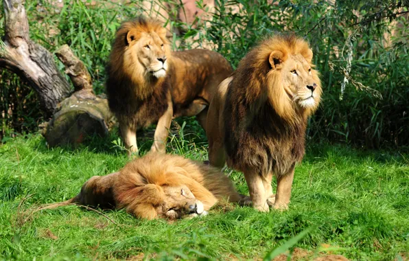 Картинка трава, кошки, лев, львы, трио