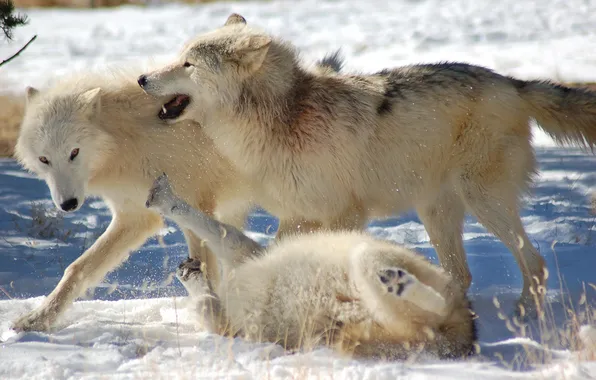Картинка nature, snow, predator, face, animal, wolf, wildlife, portrait