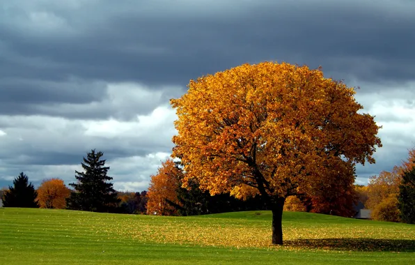 Картинка осень, небо, облака, дерево, листопад, осенние краски