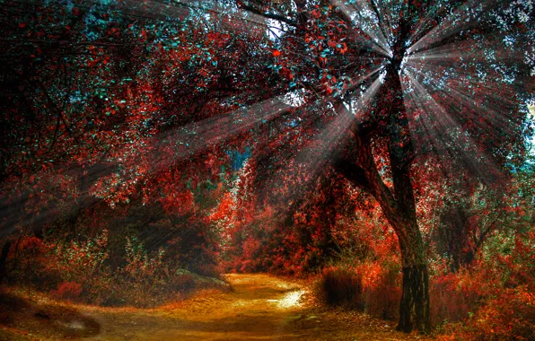 Картинка дорога, осень, свет, природа, дерево