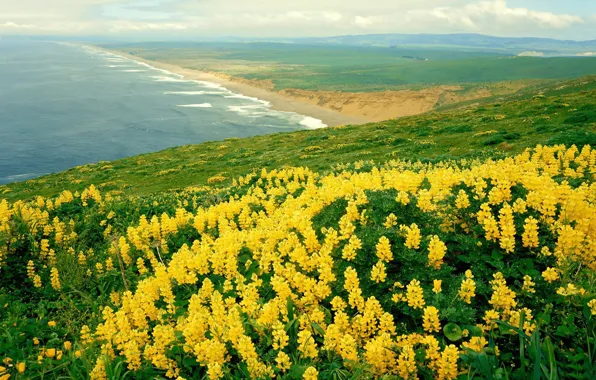 Картинка море, цветы, природа, панорама