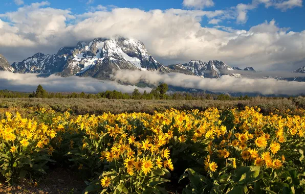 Картинка цветы, горы, Grand Teton National Park