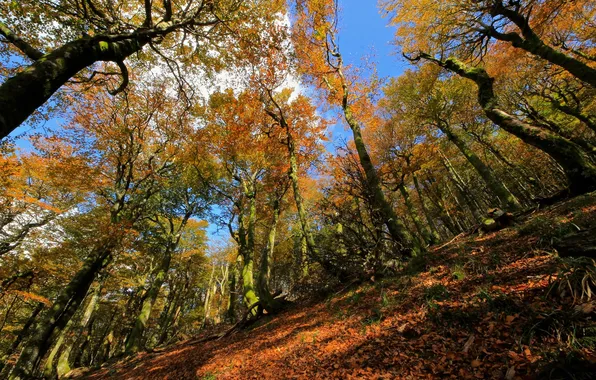 Картинка осень, лес, небо, деревья, склон