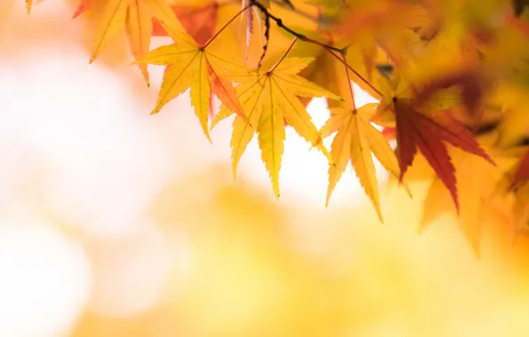 Осень, листья, желтый, клен