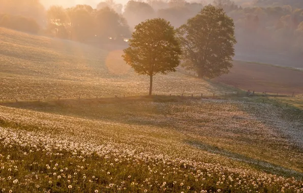 Поле, пейзаж, закат, одуванчик