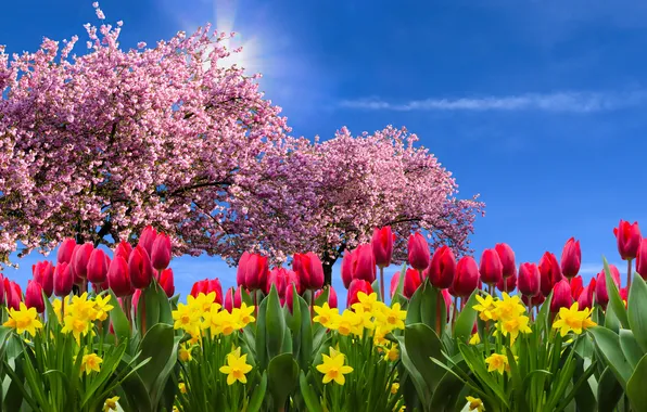 Картинка flowers, tulips, sakura, spring