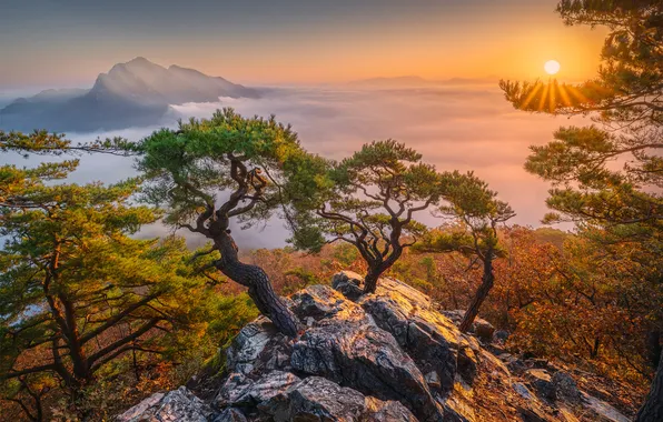 Горы, природа, туман, дерево, скалы, вид, сосна, Южная Корея