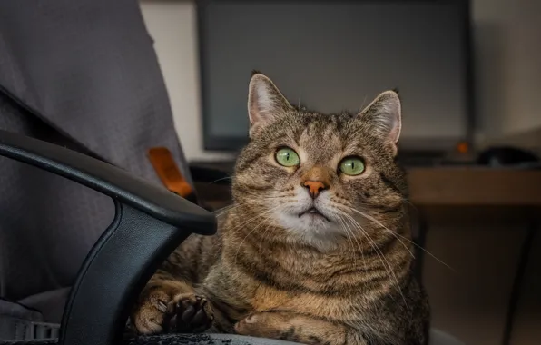 Кошка, кот, взгляд, поза, комната, кресло, лежит, монитор