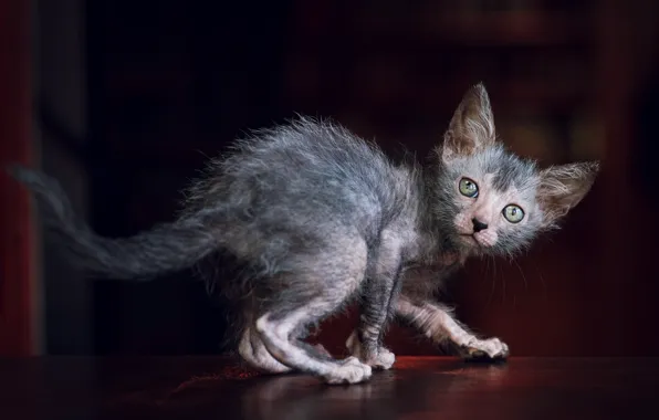 Кошка, поза, темный фон, котенок, хвостик