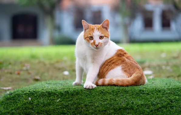 Картинка кошка, трава, кот, взгляд, морда, поза, дом, газон