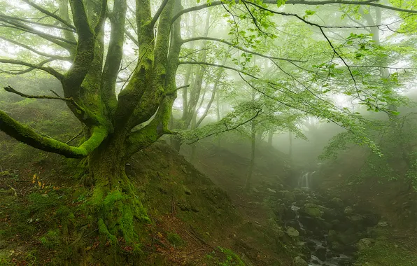 Картинка лес, деревья, туман, ручей, мох, овраг